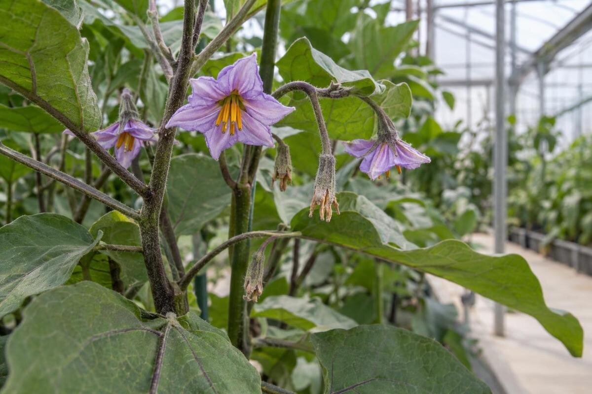 Ingen frukt etter blomstring? Feilsøk aubergine i drivhuset