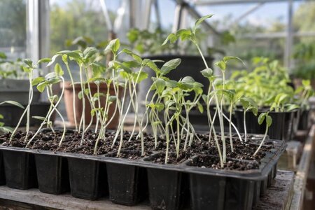 Hvorfor strekker småplantene seg i drivhuset?
