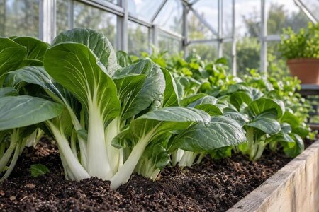 Dyrk pak choi i drivhus når temperaturen er mild