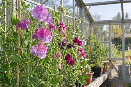 Erteblomster i drivhus: planlegg for tidlig blomstring