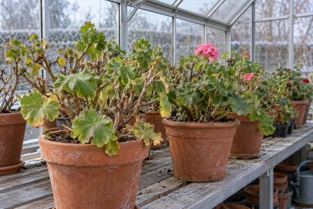 Overvintre pelargonier i drivhus: velg metode