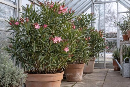 Overvintre oleander i drivhus: stell og håndtering